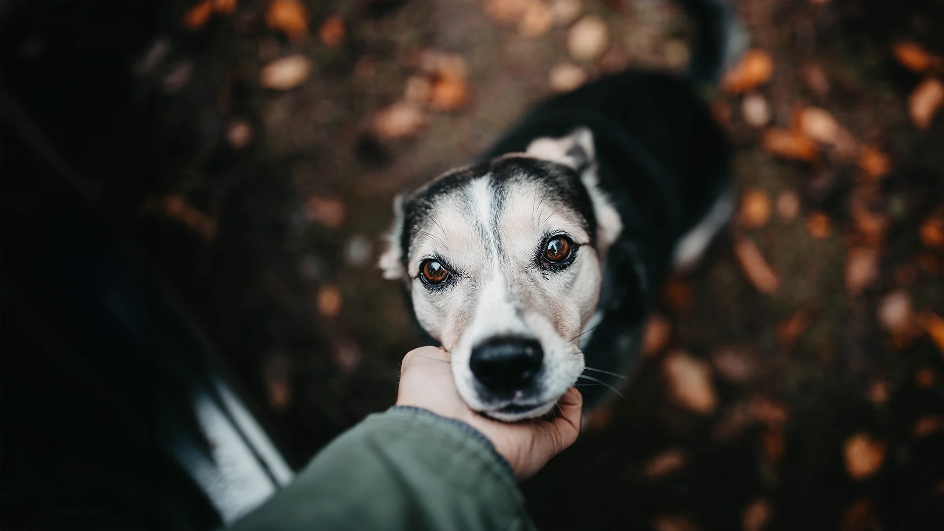 Close-up of a dog’s face looking up while being gently held under the chin.
